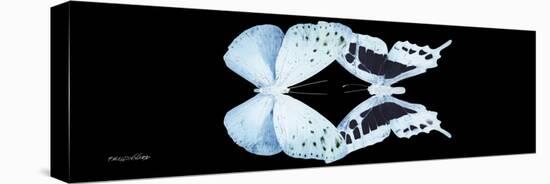 Miss Butterfly Duo Euploanthus Pan - X-Ray Black Edition-Philippe Hugonnard-Stretched Canvas