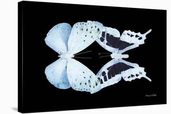 Miss Butterfly Duo Euploanthus - X-Ray Black Edition-Philippe Hugonnard-Stretched Canvas