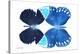 Miss Butterfly Duo Formoia - X-Ray White Edition-Philippe Hugonnard-Stretched Canvas