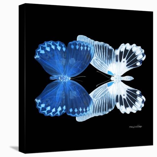 Miss Butterfly Duo Memhowqua Sq - X-Ray Black Edition-Philippe Hugonnard-Stretched Canvas