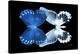 Miss Butterfly Duo Memhowqua - X-Ray Black Edition-Philippe Hugonnard-Premier Image Canvas