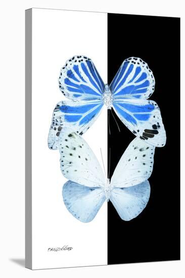 Miss Butterfly Duo Salateuploea II - X-Ray B&W Edition-Philippe Hugonnard-Stretched Canvas