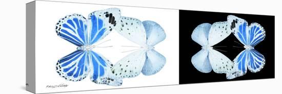 Miss Butterfly Duo Salateuploea Pan - X-Ray B&W Edition-Philippe Hugonnard-Stretched Canvas