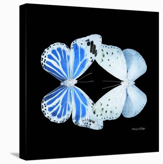 Miss Butterfly Duo Salateuploea Sq - X-Ray Black Edition-Philippe Hugonnard-Stretched Canvas