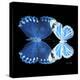 Miss Butterfly Duo Stichatura Sq - X-Ray Black Edition-Philippe Hugonnard-Stretched Canvas