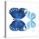 Miss Butterfly Duo Stichatura Sq - X-Ray White Edition-Philippe Hugonnard-Stretched Canvas