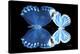 Miss Butterfly Duo Stichatura - X-Ray Black Edition-Philippe Hugonnard-Stretched Canvas