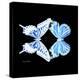 Miss Butterfly Duo Xugenutia Sq - X-Ray Black Edition-Philippe Hugonnard-Stretched Canvas