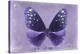 Miss Butterfly Euploea - Purple-Philippe Hugonnard-Stretched Canvas