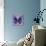 Miss Butterfly Euploea Sq - Purple-Philippe Hugonnard-Stretched Canvas displayed on a wall