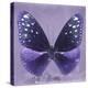 Miss Butterfly Euploea Sq - Purple-Philippe Hugonnard-Stretched Canvas