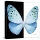 Miss Butterfly Euploea Sq - X-Ray B&W Edition-Philippe Hugonnard-Stretched Canvas