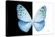 Miss Butterfly Euploea - X-Ray B&W Edition-Philippe Hugonnard-Stretched Canvas