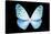 Miss Butterfly Euploea - X-Ray Black Edition-Philippe Hugonnard-Stretched Canvas