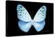 Miss Butterfly Euploea - X-Ray Black Edition-Philippe Hugonnard-Stretched Canvas