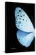 Miss Butterfly Euploea - X-Ray Left Black Edition-Philippe Hugonnard-Premier Image Canvas