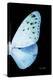 Miss Butterfly Euploea - X-Ray Right Black Edition-Philippe Hugonnard-Premier Image Canvas