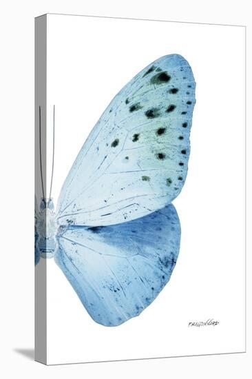 Miss Butterfly Euploea - X-Ray Right White Edition-Philippe Hugonnard-Premier Image Canvas