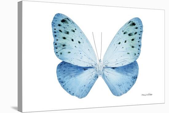 Miss Butterfly Euploea - X-Ray White Edition-Philippe Hugonnard-Stretched Canvas