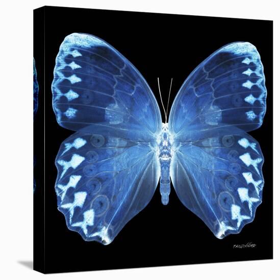 Miss Butterfly Formosana Sq - X-Ray Black Edition-Philippe Hugonnard-Stretched Canvas