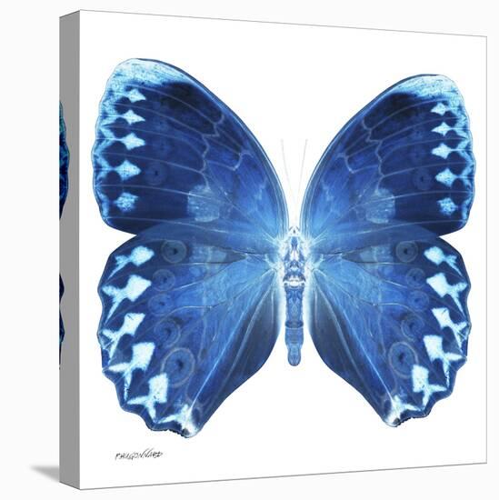 Miss Butterfly Formosana Sq - X-Ray White Edition-Philippe Hugonnard-Stretched Canvas