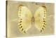 Miss Butterfly Formosana - Yellow-Philippe Hugonnard-Stretched Canvas