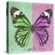 Miss Butterfly Genutia Sq - Green & Pink-Philippe Hugonnard-Stretched Canvas