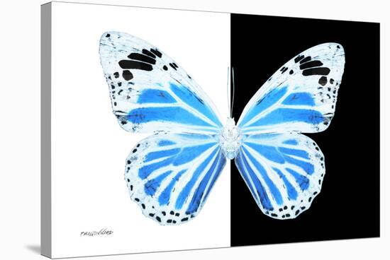 Miss Butterfly Genutia - X-Ray B&W Edition-Philippe Hugonnard-Stretched Canvas