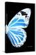 Miss Butterfly Genutia - X-Ray Right Black Edition-Philippe Hugonnard-Premier Image Canvas