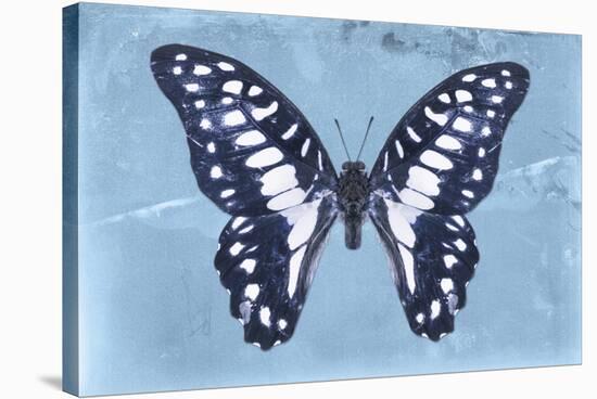 Miss Butterfly Graphium - Blue-Philippe Hugonnard-Stretched Canvas