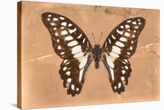 Miss Butterfly Graphium - Orange-Philippe Hugonnard-Stretched Canvas