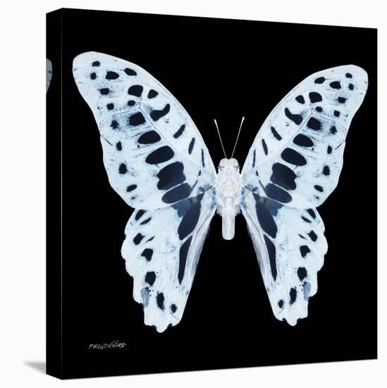 Miss Butterfly Graphium Sq - X-Ray Black Edition-Philippe Hugonnard-Stretched Canvas