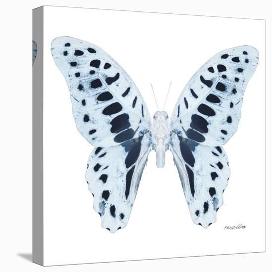 Miss Butterfly Graphium Sq - X-Ray White Edition-Philippe Hugonnard-Stretched Canvas