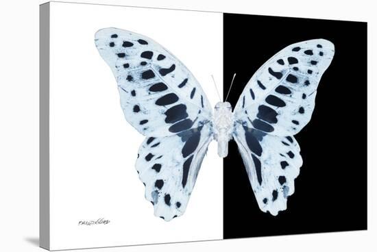 Miss Butterfly Graphium - X-Ray B&W Edition-Philippe Hugonnard-Stretched Canvas