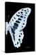 Miss Butterfly Graphium - X-Ray Right Black Edition-Philippe Hugonnard-Premier Image Canvas