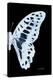 Miss Butterfly Graphium - X-Ray Right Black Edition-Philippe Hugonnard-Stretched Canvas