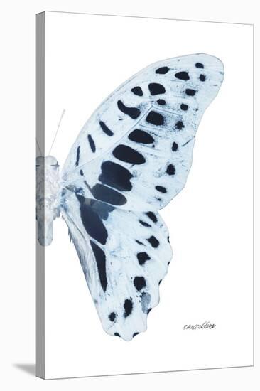 Miss Butterfly Graphium - X-Ray Right White Edition-Philippe Hugonnard-Stretched Canvas