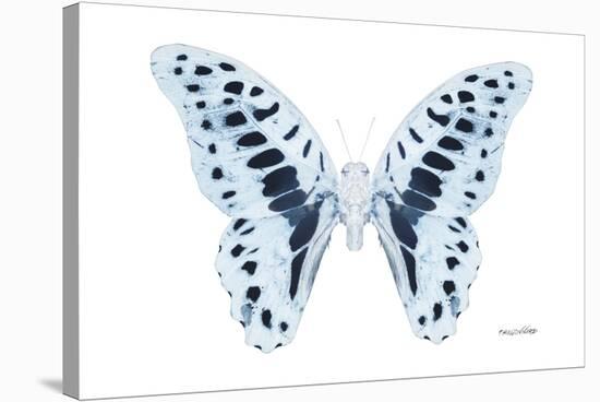 Miss Butterfly Graphium - X-Ray White Edition-Philippe Hugonnard-Stretched Canvas