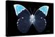 Miss Butterfly Hebomoia - X-Ray Black Edition-Philippe Hugonnard-Premier Image Canvas