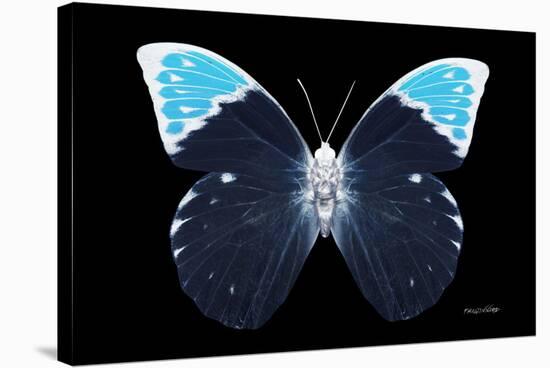 Miss Butterfly Hebomoia - X-Ray Black Edition-Philippe Hugonnard-Stretched Canvas