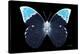 Miss Butterfly Hebomoia - X-Ray Black Edition-Philippe Hugonnard-Stretched Canvas