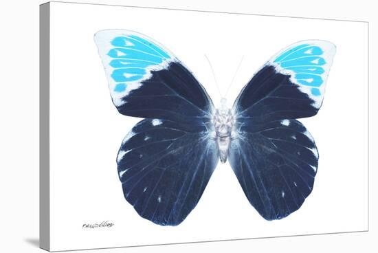 Miss Butterfly Hebomoia - X-Ray White Edition-Philippe Hugonnard-Stretched Canvas