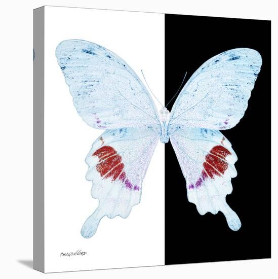 Miss Butterfly Hermosanus Sq - X-Ray B&W Edition-Philippe Hugonnard-Stretched Canvas