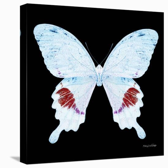 Miss Butterfly Hermosanus Sq - X-Ray Black Edition-Philippe Hugonnard-Stretched Canvas