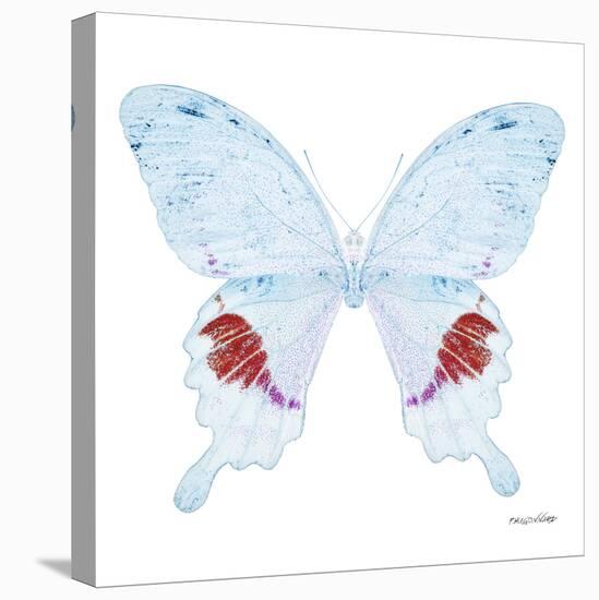 Miss Butterfly Hermosanus Sq - X-Ray White Edition-Philippe Hugonnard-Stretched Canvas