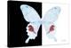 Miss Butterfly Hermosanus - X-Ray B&W Edition-Philippe Hugonnard-Premier Image Canvas