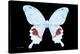 Miss Butterfly Hermosanus - X-Ray Black Edition-Philippe Hugonnard-Premier Image Canvas