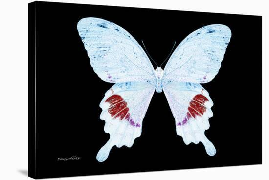 Miss Butterfly Hermosanus - X-Ray Black Edition-Philippe Hugonnard-Stretched Canvas