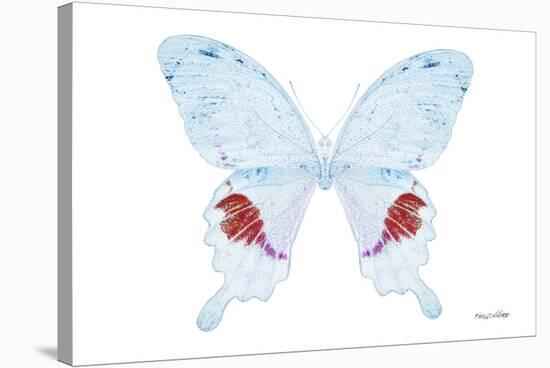 Miss Butterfly Hermosanus - X-Ray White Edition-Philippe Hugonnard-Stretched Canvas