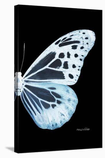 Miss Butterfly Melaneus - X-Ray Right Black Edition-Philippe Hugonnard-Stretched Canvas